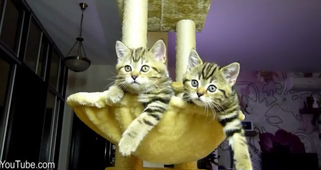 Kittens Watch Tennis – Cutest Kitten Video Seen